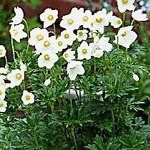 Anemone Sylvestris — photo 2
