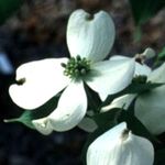 Cornus Appalachian Snow — photo 2