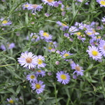 Aster 'Wood's Blue' — photo 1