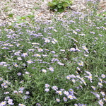 Aster 'Wood's Blue' — photo 2