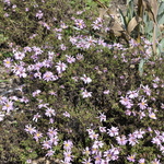 Aster 'Wood's Pink' — photo 1