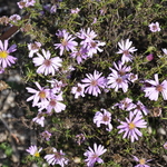Aster 'Wood's Pink' — photo 2