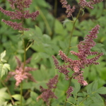 Astilbe 'Montgomery' — photo 1