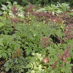 Astilbe 'Montgomery' — photo 2