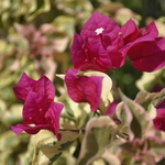 Bougainvillea Buttiana — photo 1
