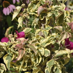 Bougainvillea Buttiana — photo 2