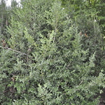 Buxus Sempervirens-flora Place — photo 1