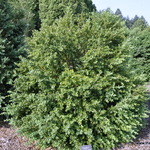 Buxus Sempervirens-flora Place — photo 2