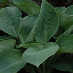 Hosta 'Big Daddy' — photo 1