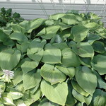 Hosta 'Big Daddy' — photo 2