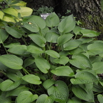 Hosta 'Hyacinthina' — photo 1