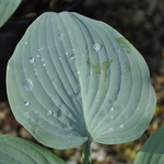 Hosta 'Fragrant Blue' — photo 1