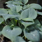 Hosta 'Fragrant Blue' — photo 2