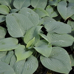 Hosta 'Fragrant Blue' — photo 3