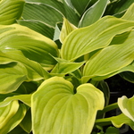 Hosta 'Fragrant Bouquet' — photo 2