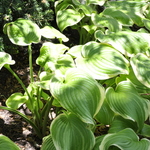 Hosta 'Fragrant Bouquet' — photo 3