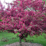 Malus Orange Crush — photo 2