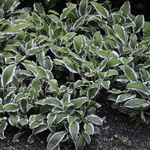 Hosta 'Ginko Craig' — photo 1
