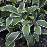 Hosta 'Ginko Craig' — photo 2