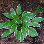 Hosta 'Ginko Craig' — photo 3
