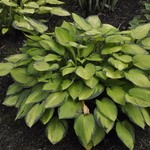 Hosta 'Gold Standard' — photo 1