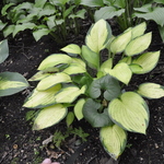 Hosta 'Gold Standard' — photo 2