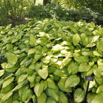 Hosta 'Gold Standard' — photo 3