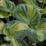 Hosta 'Great Expectations' — photo 1