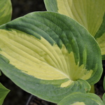 Hosta 'Great Expectations' — photo 2