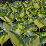 Hosta 'Great Expectations' — photo 3