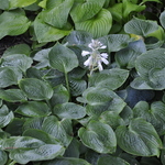Hosta 'Hadspen Blue' — photo 1