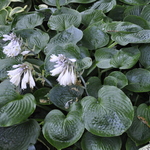 Hosta 'Hadspen Blue' — photo 2