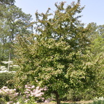 Malus 'Prairiefire' — photo 2