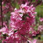 Malus 'Prairiefire' — photo 3