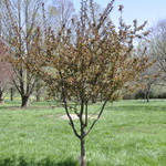 Malus 'Prairiefire' — photo 4