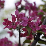Malus Red Baron — photo 3