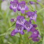 Penstemon 'Pikes Peak Purple' — photo 1