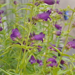 Penstemon 'Pikes Peak Purple' — photo 2