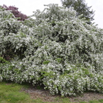 Malus 'Red Jade' — photo 2