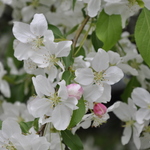 Malus 'Red Jade' — photo 3