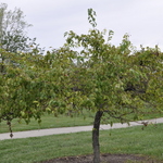 Malus 'Red Jade' — photo 4
