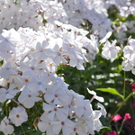 Phlox 'Minnie Pearl' — photo 1