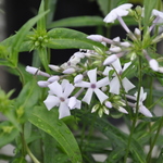 Phlox 'Minnie Pearl' — photo 2