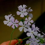 Phlox Divaricata 'London Grove Blue' — photo 1