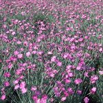 Dianthus Gratianopolitanus 'Fire Witch' — photo 1
