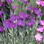 Dianthus Gratianopolitanus 'Fire Witch' — photo 2