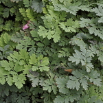 Dicentra 'Luxuriant' — photo 1