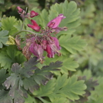 Dicentra 'Luxuriant' — photo 2
