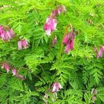 Dicentra 'Luxuriant' — photo 3