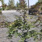 Acer Palmatum 'Olsen's Frosted Strawberry' — photo 1